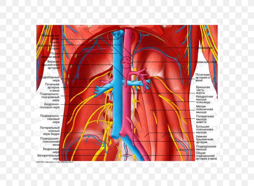 Blood Vessel Anatomy Abdomen Celiac Plexus Artery, PNG, 600x600px, Watercolor, Cartoon, Flower, Frame, Heart Download Free