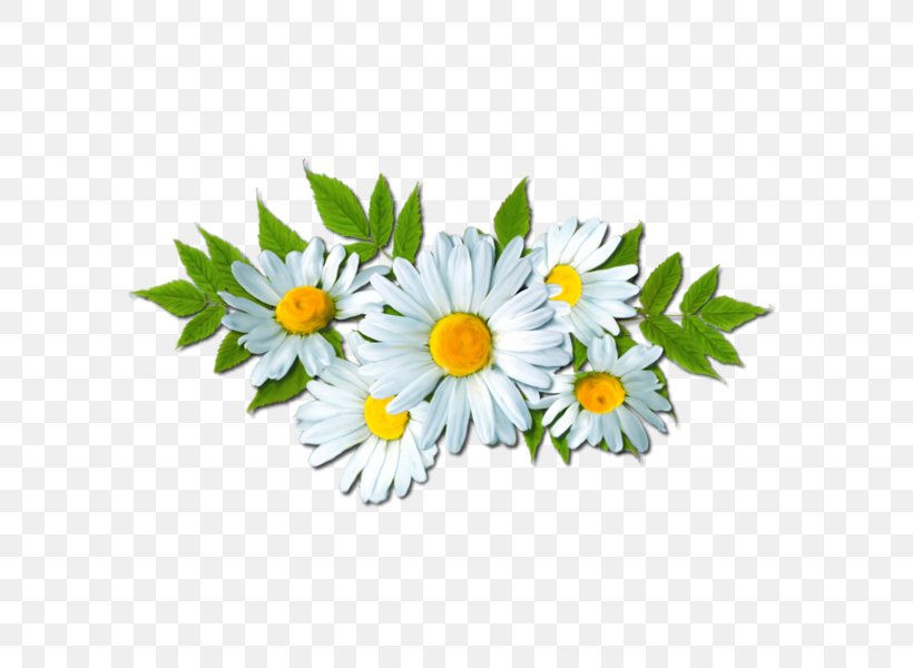 Common Daisy Clip Art Image Flower, PNG, 600x600px, Common Daisy, Annual Plant, Aster, Chamaemelum Nobile, Chamomile Download Free