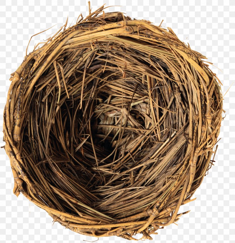 Edible Birds Nest Bird Nest Clip Art, PNG, 2016x2088px, Edible Birds Nest, Bird, Bird Nest, Blake Education, Child Download Free