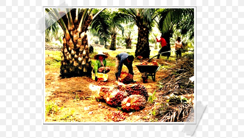 African Oil Palm Pejabat RISDA Negeri Pulau Pinang Plantation Rishda Tarkaan, PNG, 580x463px, African Oil Palm, Arecales, Bromeliaceae, Crop, Elaeis Download Free