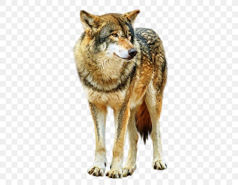 Alaskan Tundra Wolf Coyote Saarloos Wolfdog Dhole Red Wolf, PNG ...