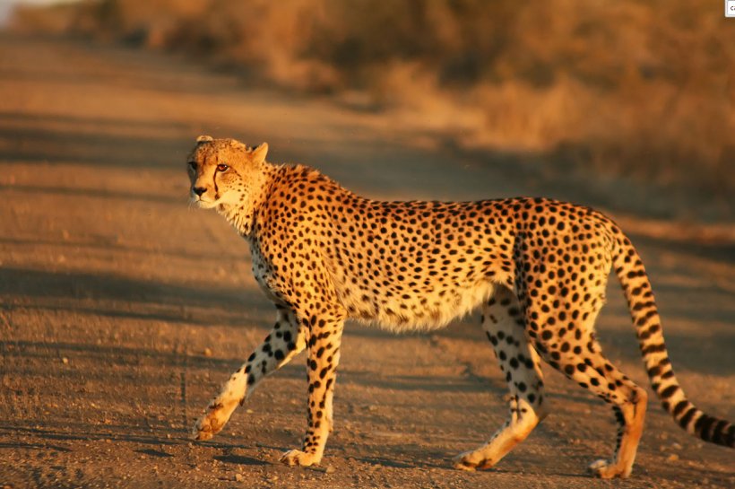 Cheetah Felinae Wikipedia Big Cat Fastest Animals, PNG, 1235x822px, Cheetah, Acinonyx, Big Cat, Big Cats, Carnivoran Download Free