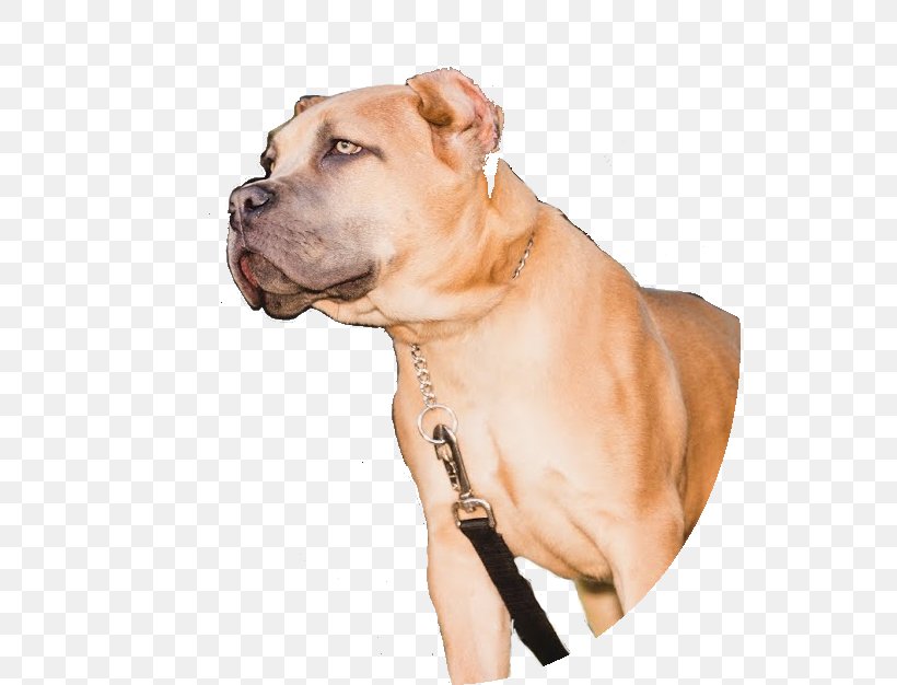 Dog Breed Boerboel American Pit Bull Terrier Cane Corso, PNG, 534x626px, Dog Breed, American Pit Bull Terrier, Boerboel, Breed, Bull Terrier Download Free