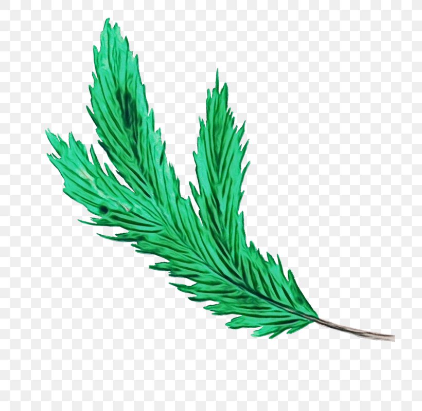 Feather, PNG, 800x800px, Watercolor, American Larch, Colorado Spruce, Feather, Grass Download Free