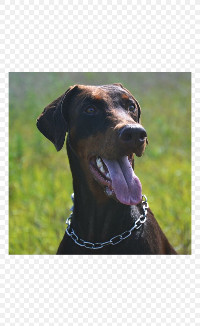 Di Casa Fox Dobermann German Pinscher Austrian Black And Tan Hound Polish Hunting Dog, PNG, 750x1334px, Dobermann, Austrian Black And Tan Hound, Black And Tan Coonhound, Breed, Collar Download Free