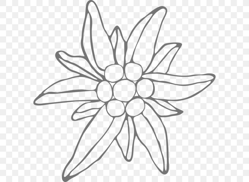 Drawing Edelweiss Floral Design Frosting & Icing Flower, PNG, 600x600px, Drawing, Artwork, Black And White, Cake, Cut Flowers Download Free