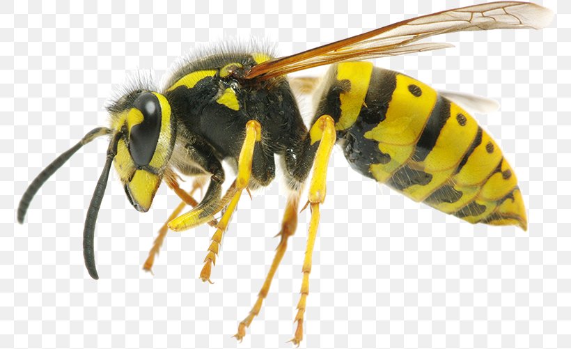 Hornet Characteristics Of Common Wasps And Bees Insect Characteristics Of Common Wasps And Bees, PNG, 775x501px, Hornet, Arthropod, Baldfaced Hornet, Bee, Bee Sting Download Free