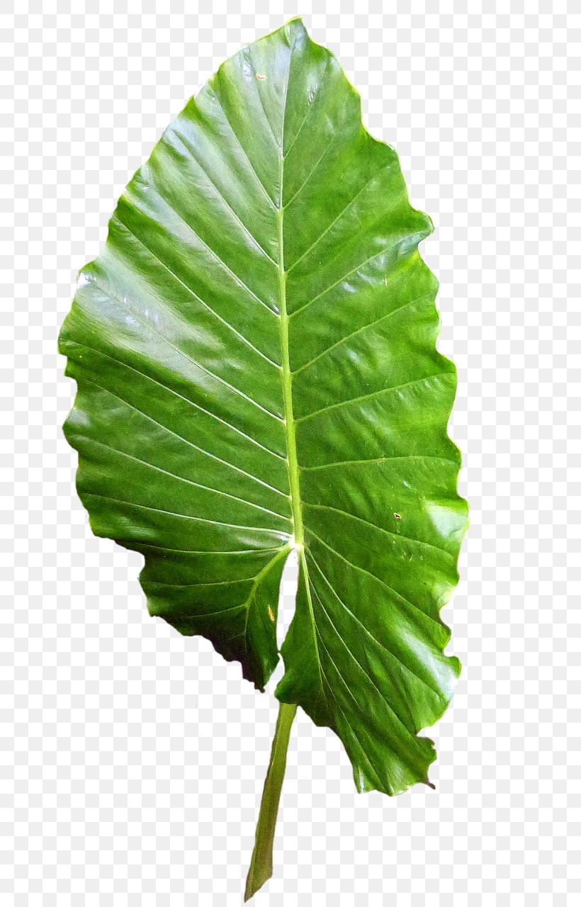 Leaf Botany Biology Bladnerv Plant Stem, PNG, 740x1280px, Leaf, All India Pre Medical Test, Biology, Bladnerv, Botany Download Free