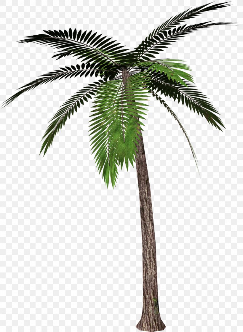 Palm Trees Clip Art, PNG, 936x1280px, Phoenix Canariensis, Arecaceae, Arecales, Attalea Speciosa, Borassus Flabellifer Download Free