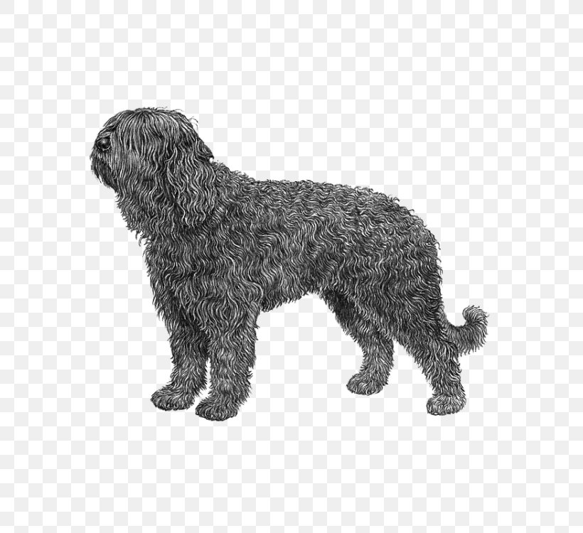 Barbet Schnoodle Wirehaired Pointing Griffon Portuguese Water Dog Spanish Water Dog, PNG, 750x750px, Barbet, Affenpinscher, Animal Figure, Breed, Carnivoran Download Free