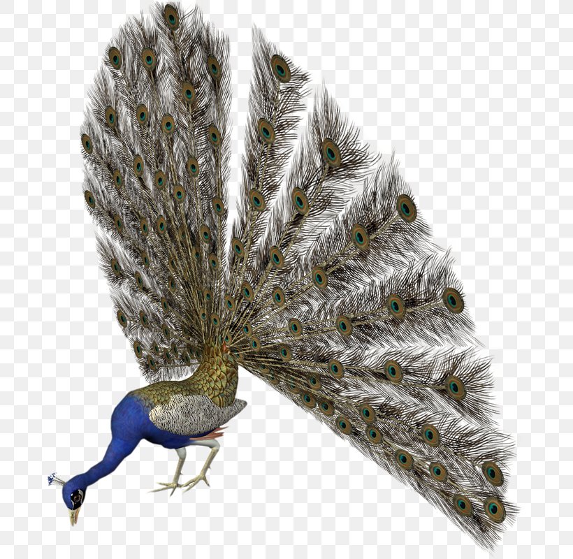 Bird Pavo Feather Clip Art, PNG, 685x800px, Bird, Animaatio, Asiatic Peafowl, Beak, Feather Download Free