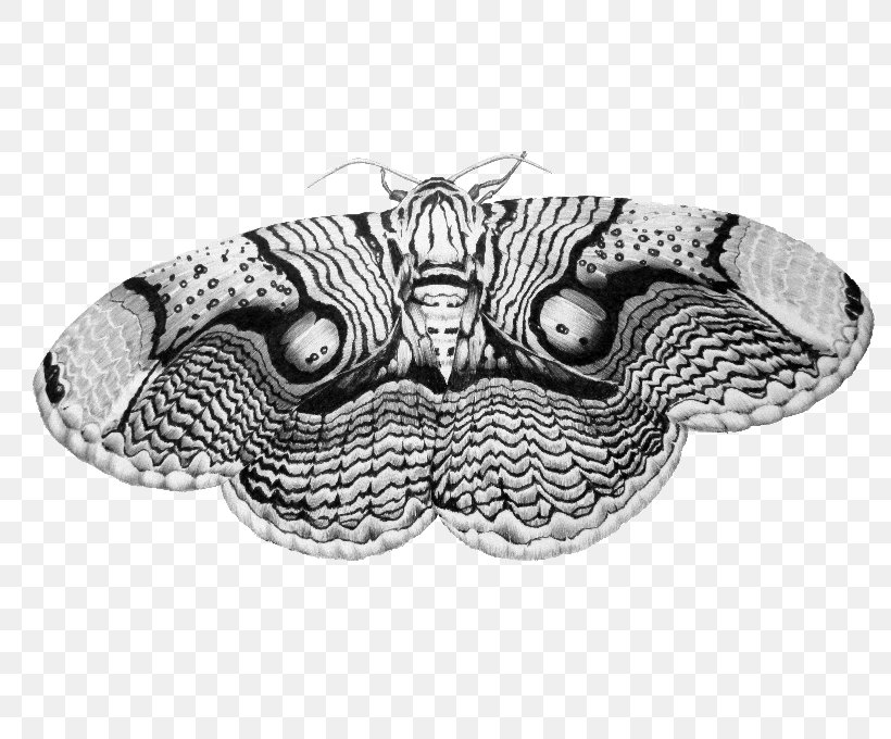 Drawing Brahmin Moths Art Butterfly, PNG, 800x680px, Drawing, Art, Art Museum, Artist, Black And White Download Free