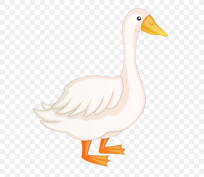 Duck Domestic Goose American Pekin Gray Wolf, PNG, 650x713px, Duck, American Pekin, Animal, Animation, Anser Download Free