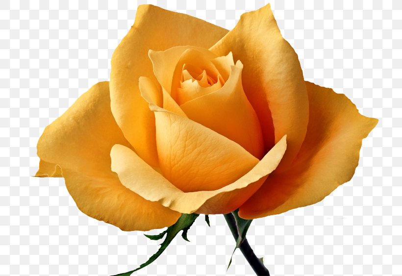 Garden Roses Flower Yellow, PNG, 750x563px, Rose, Close Up, Color, Cut Flowers, Floribunda Download Free