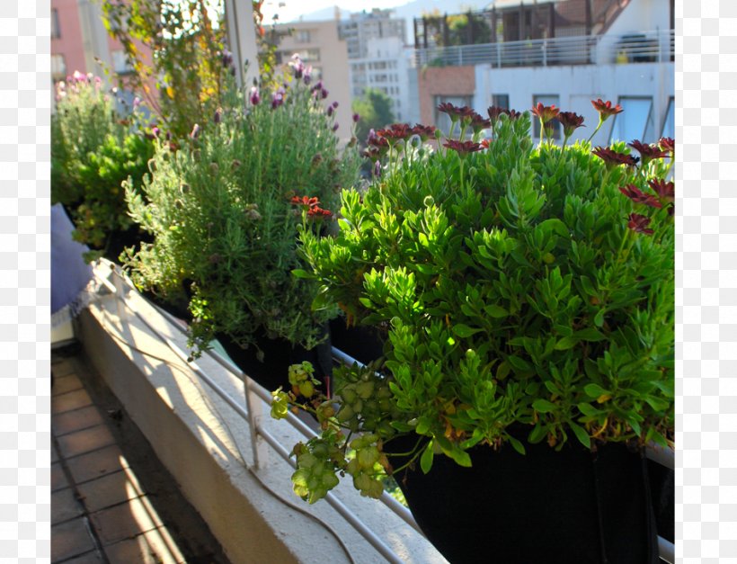 Garden Tree Flowerpot Green Wall Houseplant, PNG, 946x724px, Garden, Balcony, Evergreen, Floor, Flora Download Free