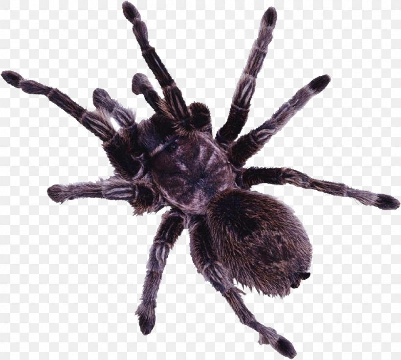 Spider Web Tarantula Clip Art, PNG, 925x831px, Spider, Arachnid, Arthropod, Goliath Birdeater, Insect Download Free
