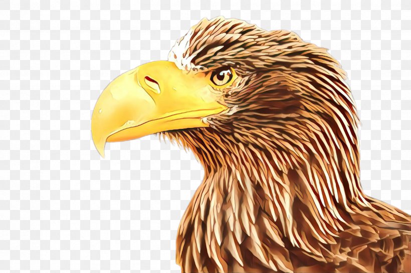 Bird Bird Of Prey Beak Eagle Golden Eagle, PNG, 2448x1632px, Cartoon, Accipitridae, Bald Eagle, Beak, Bird Download Free
