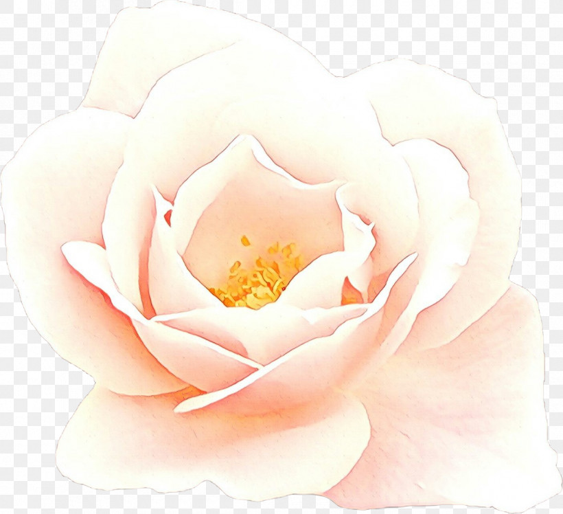 Garden Roses, PNG, 1200x1095px, Petal, Camellia, Floribunda, Flower, Garden Roses Download Free