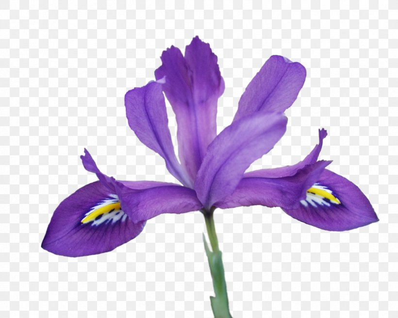 Northern Blue Flag Clip Art Netted Iris Iris Flower Data Set, PNG, 1712x1368px, Northern Blue Flag, Cattleya, Crocus, Flower, Flowering Plant Download Free
