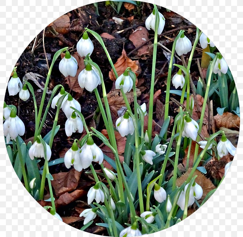 Spring Snowdrop, PNG, 800x800px, Spring, Flower, Galanthus, Grass, Plant Download Free