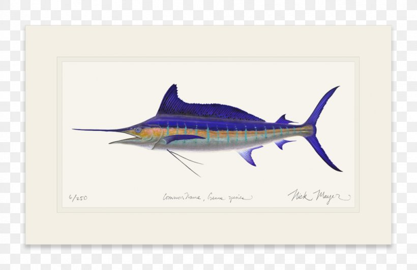 Swordfish Requiem Sharks, PNG, 1023x664px, Swordfish, Billfish, Bony Fish, Fauna, Fin Download Free