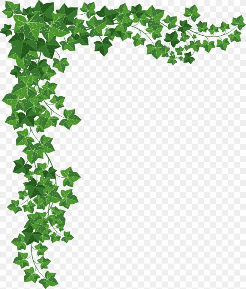 Vine Plant, PNG, 870x1024px, Vine, Area, Border, Branch, Common Ivy Download Free