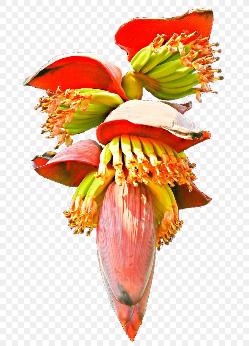 Banana Bread Flower Clip Art, PNG, 775x1139px, Banana Bread, Alstroemeriaceae, Banan, Banana, Botany Download Free