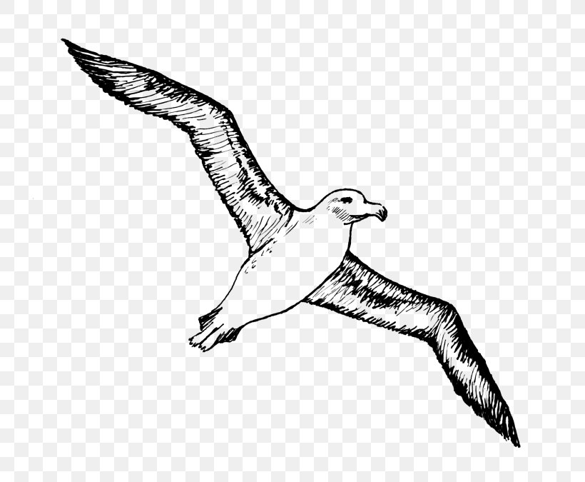 Bird Albatross Clip Art Drawing Vector Graphics, PNG, 728x675px, Bird, Albatross, Beak, Charadriiformes, Drawing Download Free