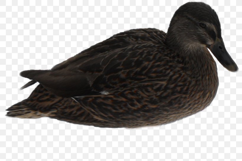 Mallard Duck Bird American Pekin Goose, PNG, 800x547px, Mallard, American Pekin, Anatidae, Animal, Beak Download Free