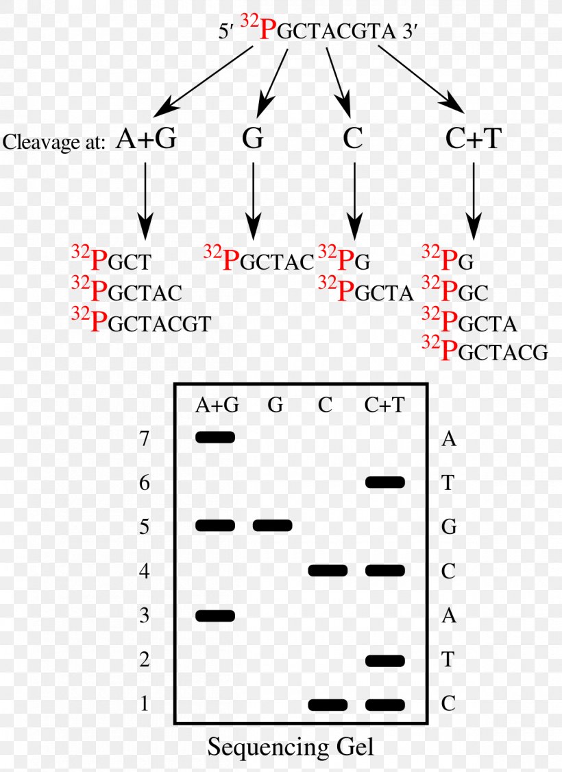 Maxam–Gilbert Sequencing DNA Sequencing Nucleic Acid Sequence Sanger Sequencing, PNG, 1200x1647px, Dna Sequencing, Area, Biology, Chemistry, Diagram Download Free