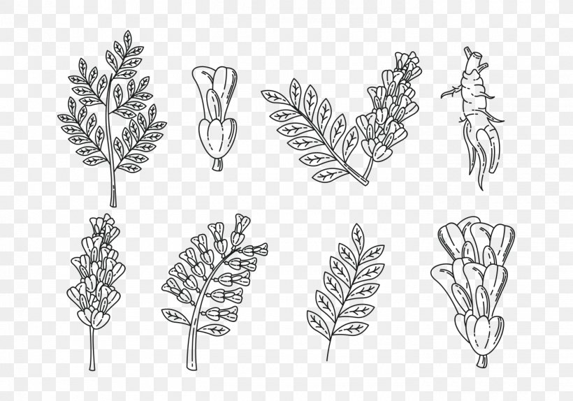 Medicinal Plants Vector Graphics Liquorice Glycyrrhiza Uralensis, PNG, 1400x980px, Medicinal Plants, Aromatherapy, Black And White, Body Jewelry, Branch Download Free