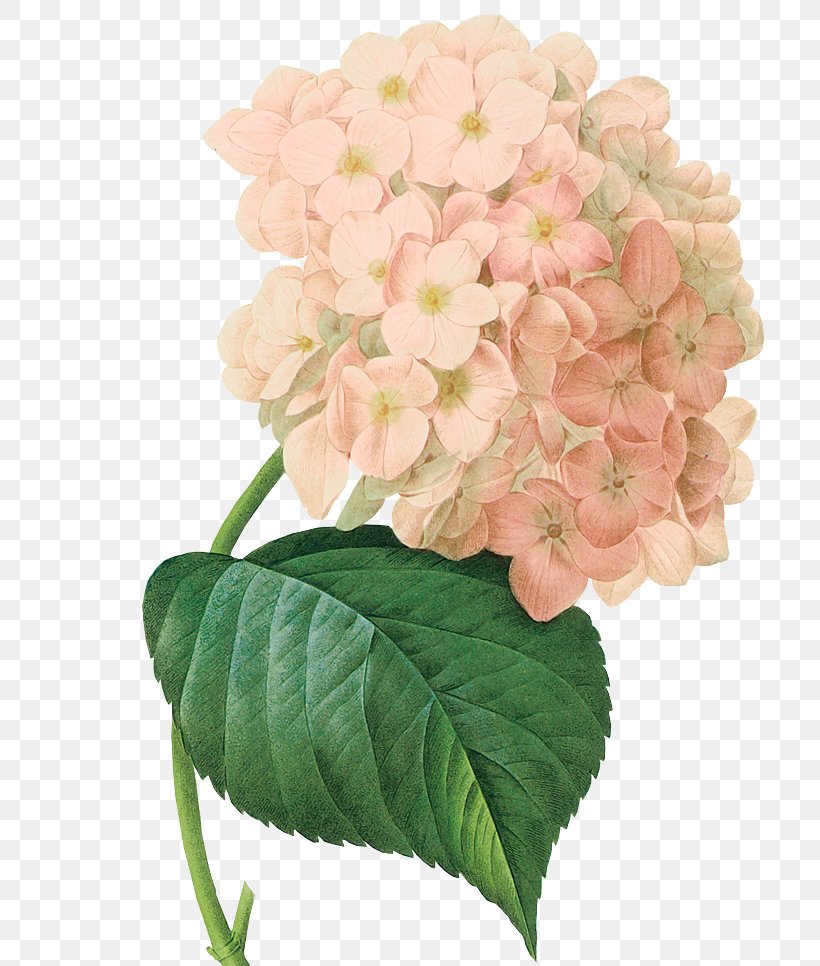 Painting Botanical Illustration Art French Hydrangea Botany, PNG, 742x966px, Painting, Art, Botanical Illustration, Botanical Illustrator, Botany Download Free