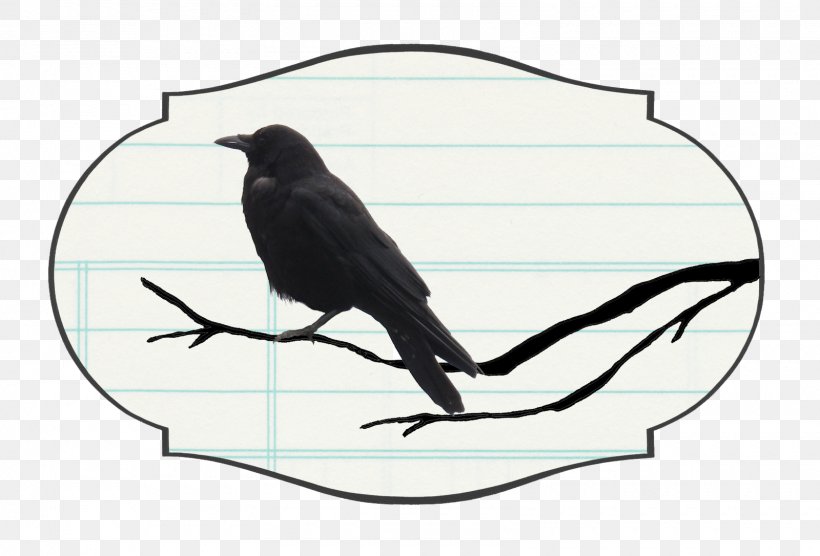 Crow Family Bird Intelligence Raven YouTube, PNG, 1600x1086px, Crow, Beak, Bird, Bird Intelligence, Black Magic Download Free
