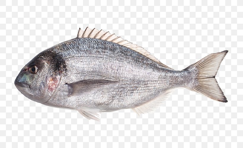 Gilt-head Bream Red Seabream Oily Fish Fish Products, PNG, 725x500px, Gilthead Bream, Animal Source Foods, Bonito, Fauna, Fish Download Free