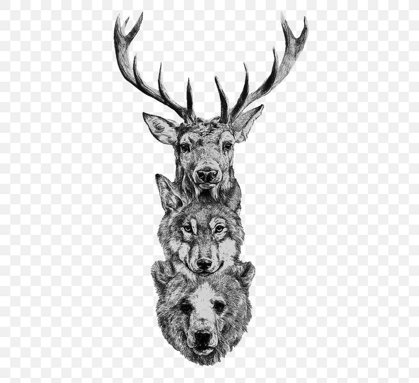 Gray Wolf Deer Bear Coyote Drawing, PNG, 500x750px, Gray Wolf, Antler, Bear, Black And White, Coyote Download Free