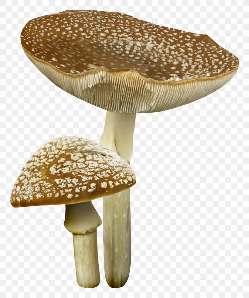 Mushroom Clip Art, PNG, 1279x1528px, Mushroom, Agaricaceae, Amanita, Digital Image, Edible Mushroom Download Free