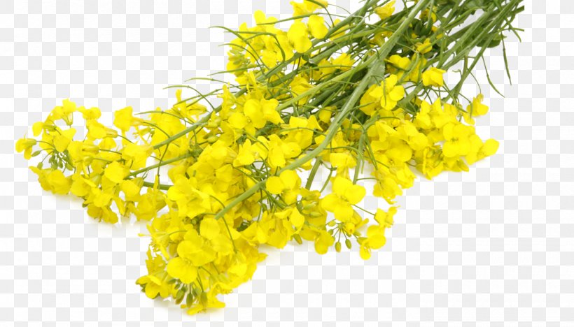 Mustard Plant Rapeseed Canola Flower, PNG, 1400x800px, Mustard Plant, Branch, Brassica Juncea, Canola, Common Sunflower Download Free