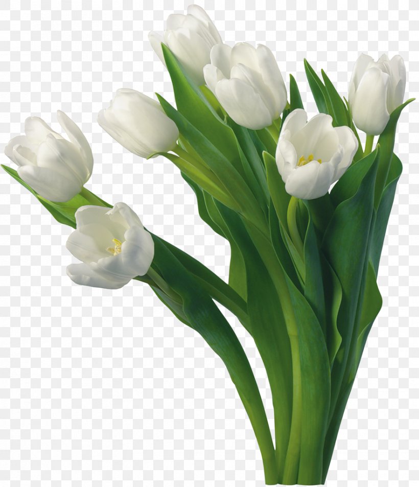Tulip Flower Desktop Wallpaper Clip Art, PNG, 881x1024px, Tulip, Bulb, Cut Flowers, Display Resolution, Floral Design Download Free