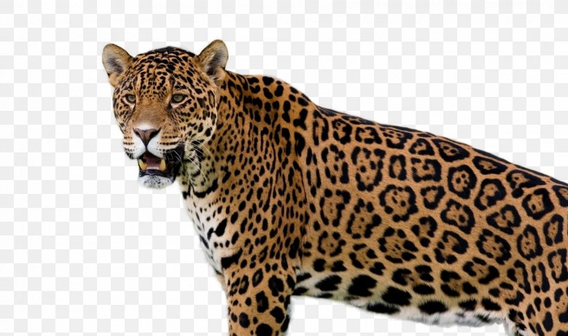 Black Panther, PNG, 1824x1080px, Jaguar, African Leopard, African Wild Dog, Animal, Animal Figure Download Free