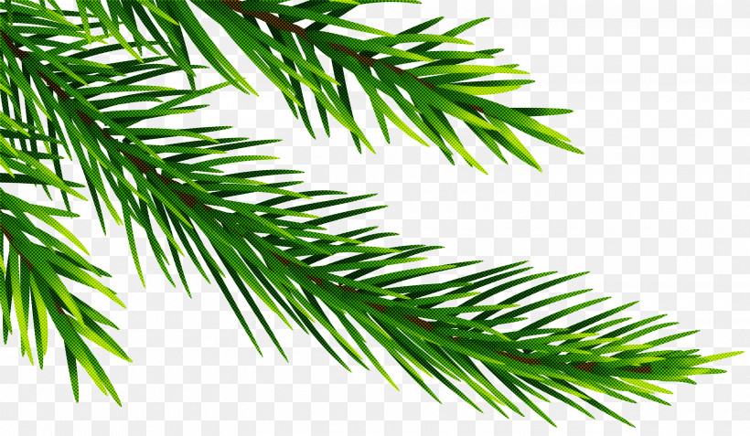 Christmas Tree, PNG, 3000x1747px, Shortleaf Black Spruce, American Larch, Balsam Fir, Branch, Canadian Fir Download Free