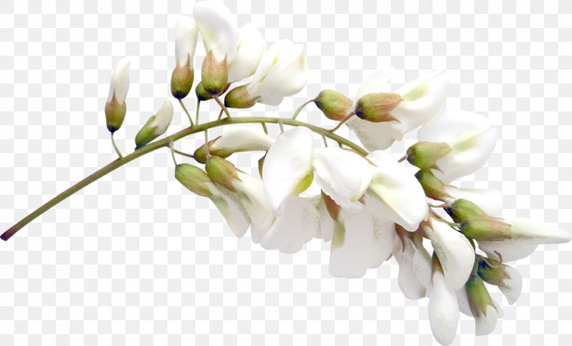 Cut Flowers Clip Art, PNG, 980x594px, Flower, Blossom, Branch, Bud, Cut Flowers Download Free