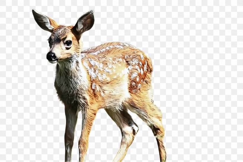 Deer Wildlife Roe Deer Terrestrial Animal Musk Deer, PNG, 2448x1632px, Watercolor, Deer, Fawn, Hunting Decoy, Musk Deer Download Free