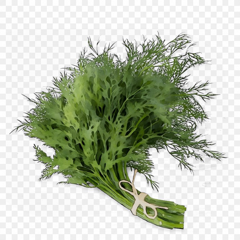 Parsley, PNG, 1071x1071px, Parsley, Artemisia, Dill, Flower, Flowering Plant Download Free