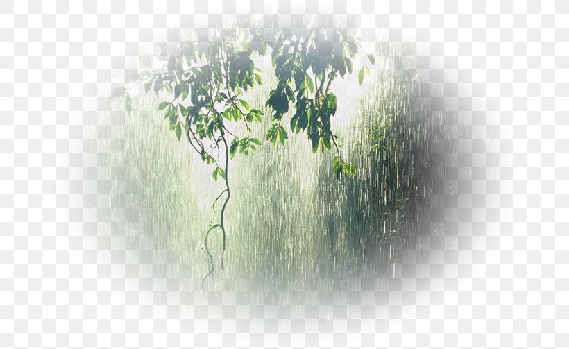 Rain Monsoon Condensation Wet Season Storm, PNG, 670x503px, Rain, Branch, Cloud, Condensation, Energy Download Free