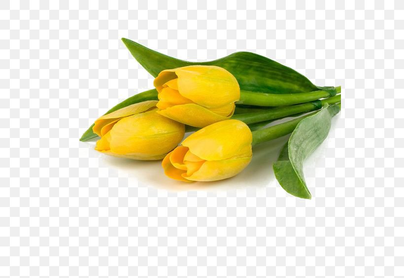 Tulip Flower Bouquet Yellow Polyvore, PNG, 564x564px, Tulip, Actor, Diary, Film, Flower Download Free