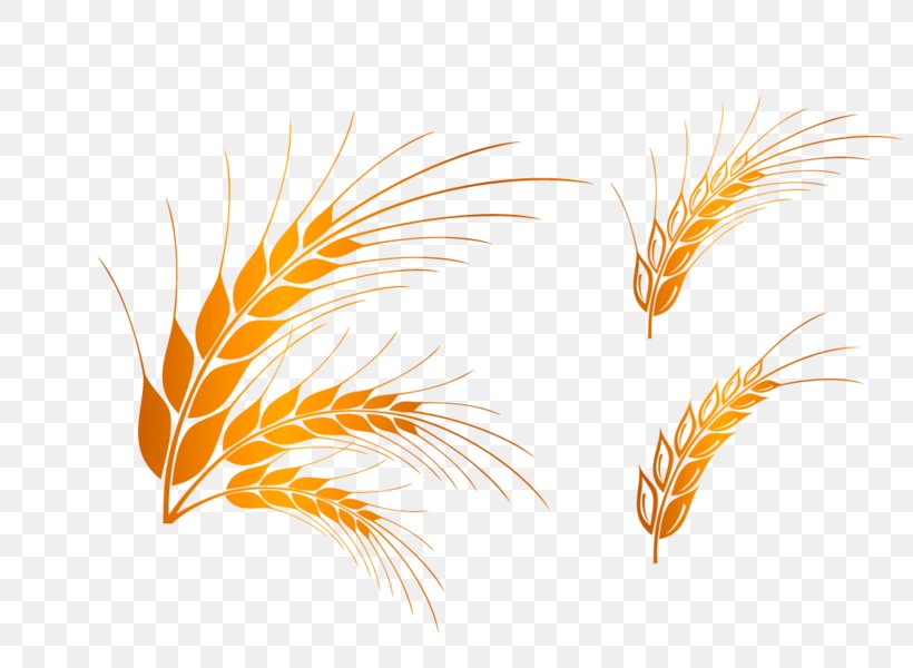 Vector Graphics Image Rice Design Cartoon, PNG, 800x600px, Rice, Cartoon, Commodity, Congee, Emmer Download Free