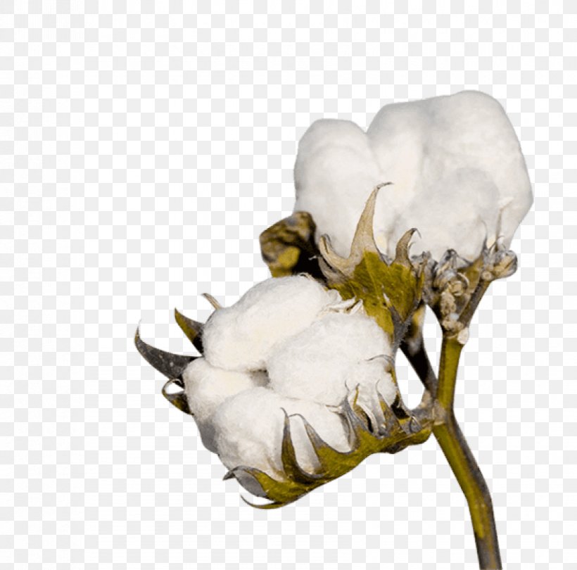 Cotton Clip Art Transparency Image, PNG, 850x840px, Cotton, Anemone, Botany, Crop, Cut Flowers Download Free