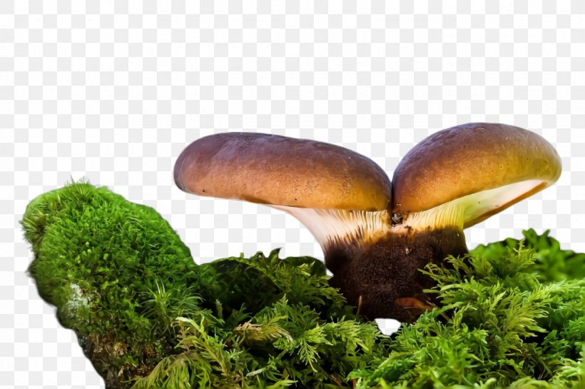 Mushroom Nature Edible Mushroom Natural Landscape Medicinal Mushroom, PNG, 1226x816px, Mushroom, Agaricaceae, Agaricomycetes, Agaricus, Edible Mushroom Download Free