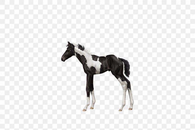 Stallion Foal Mustang Colt Mare, PNG, 960x640px, Stallion, Black And White, Colt, Foal, Halter Download Free