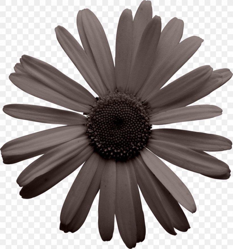 Common Daisy Daisy Bell Black And White, PNG, 844x900px, Common Daisy, Black And White, Child, Color, Daisy Download Free
